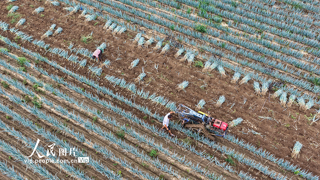 山东广饶：收获大葱【4】