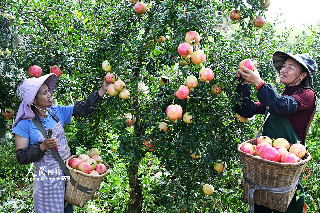 云南砚山：采摘石榴【2】