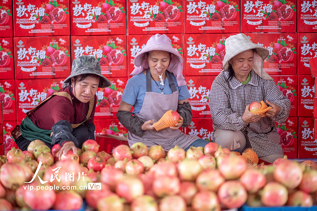 云南砚山：采摘石榴【3】