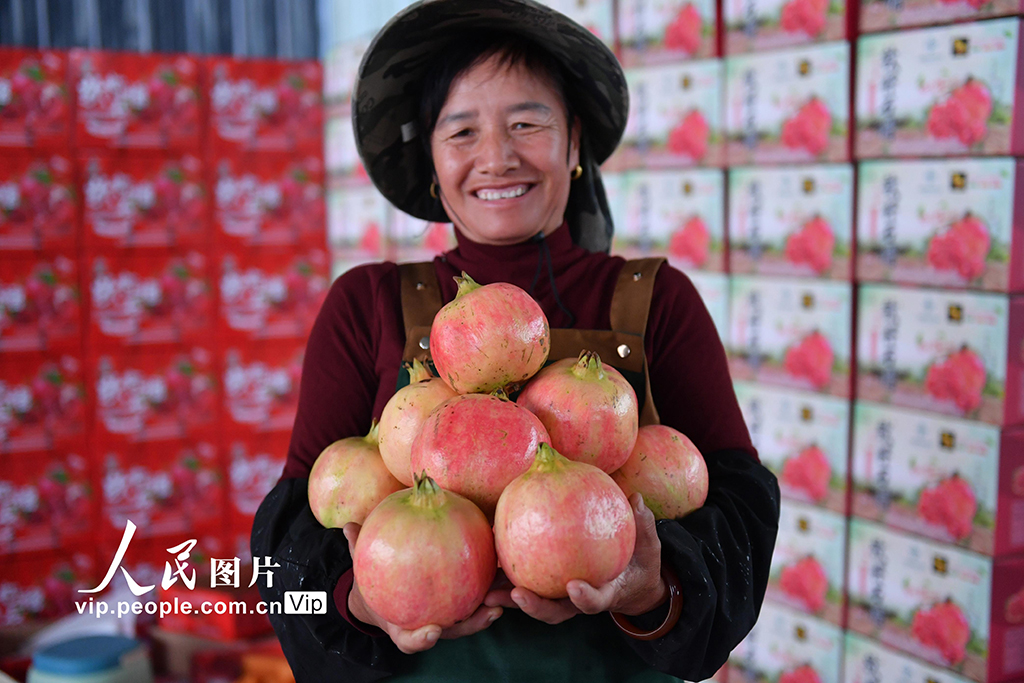 云南砚山：采摘石榴【4】