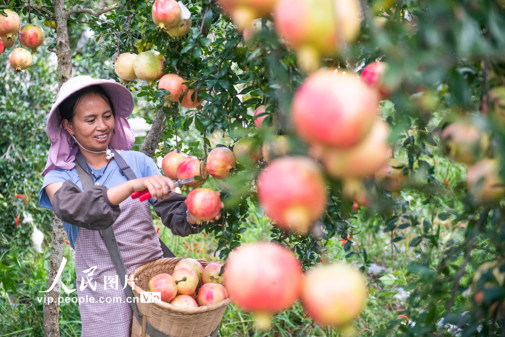 云南砚山：采摘石榴【5】