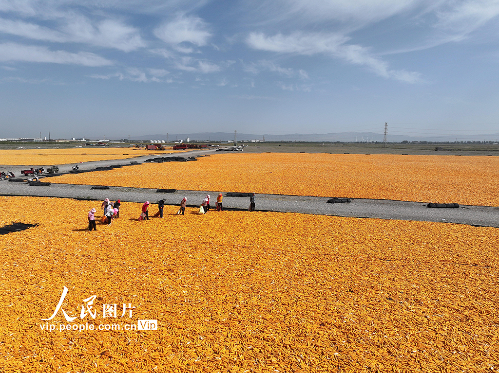 甘肃张掖：玉米种子喜丰收【3】
