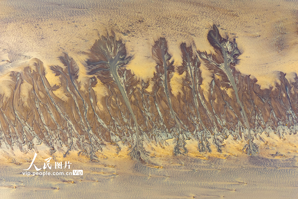 钱塘江现“潮汐树”景观【3】