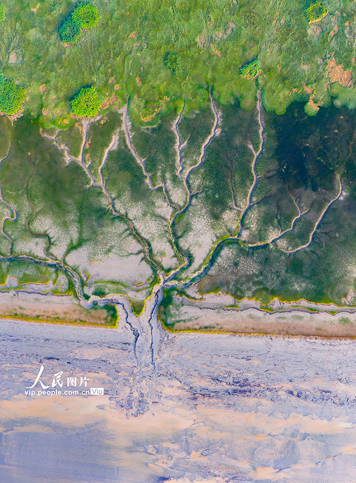 钱塘江现“潮汐树”景观【7】