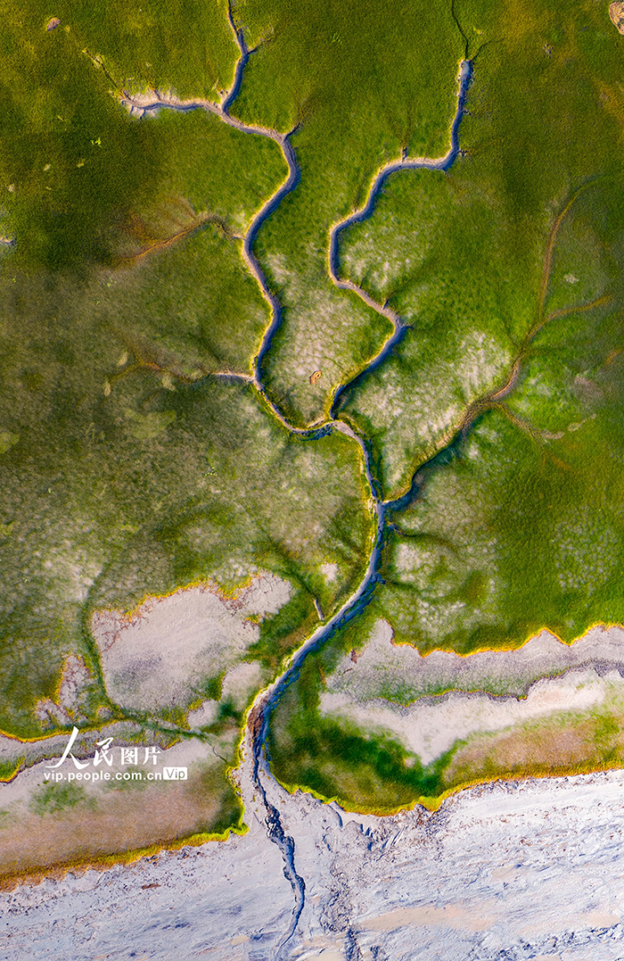 钱塘江现“潮汐树”景观【8】