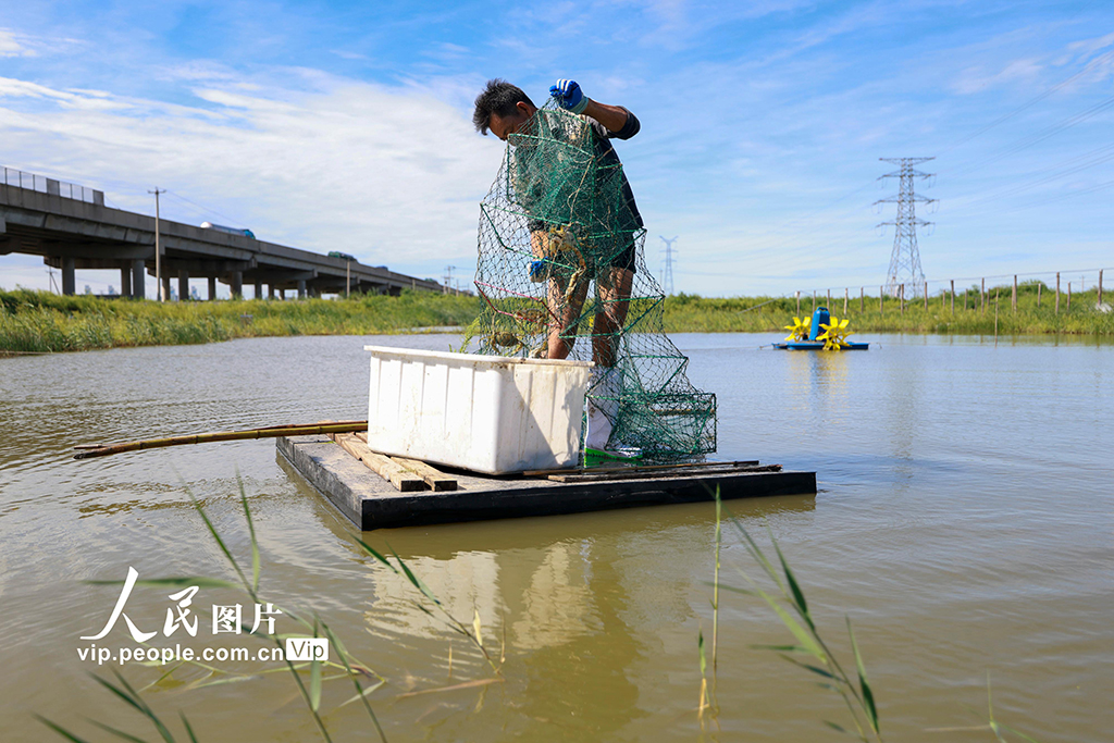 河北唐山：青蟹迎丰收【3】