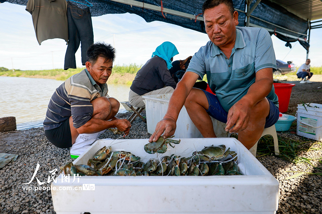 河北唐山：青蟹迎丰收【4】
