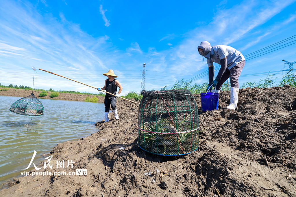 河北唐山：青蟹迎丰收【2】