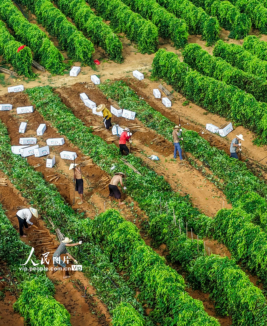 采挖淮山药【5】