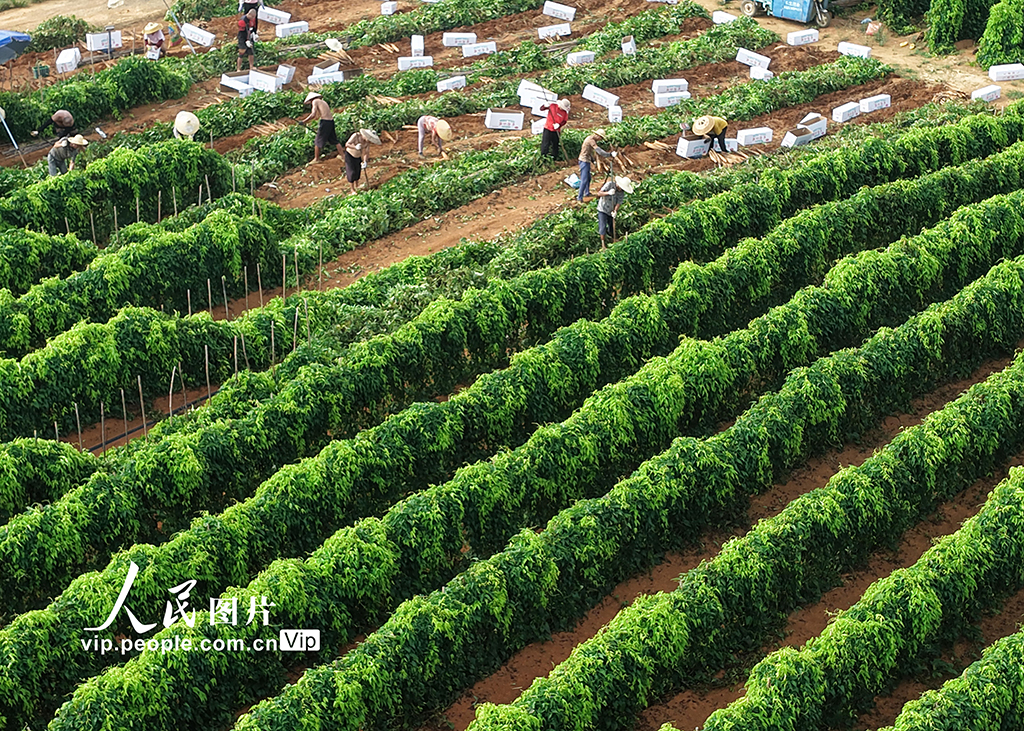 采挖淮山药【4】