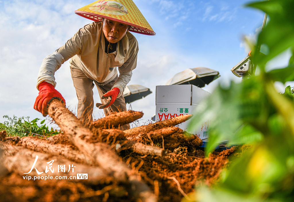 采挖淮山药【3】