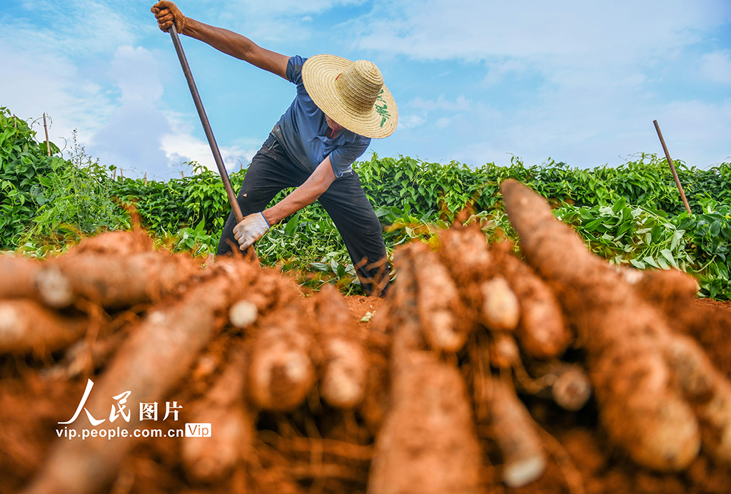 采挖淮山药【2】