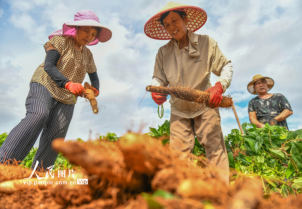 采挖淮山药【6】