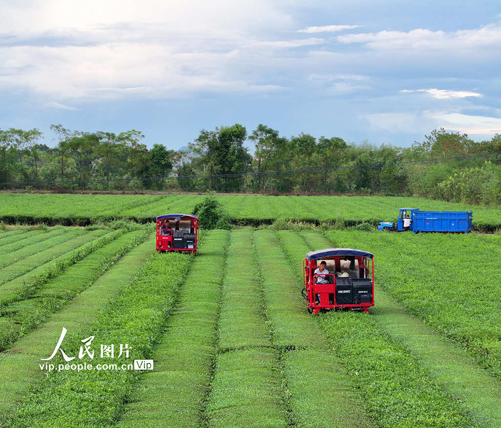 江西泰和:智能机器采收秋茶【3】
