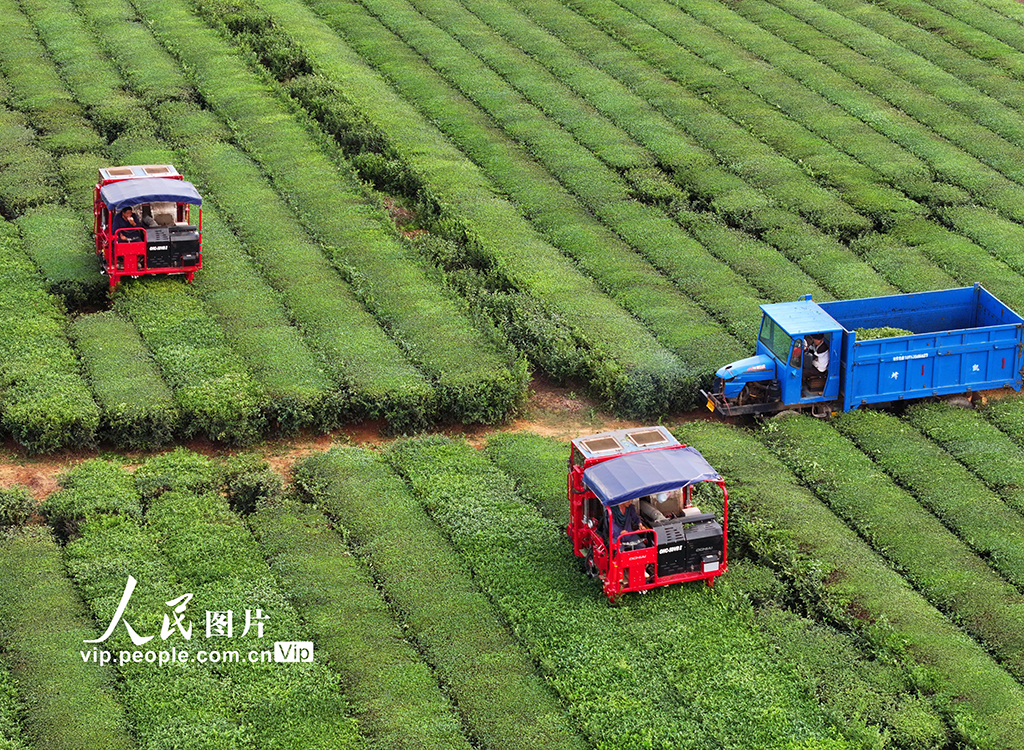江西泰和:智能机器采收秋茶【2】