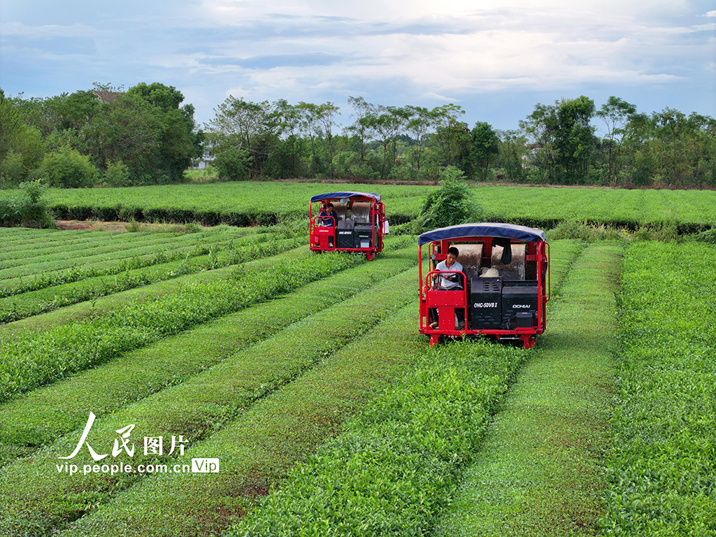 江西泰和:智能机器采收秋茶【4】