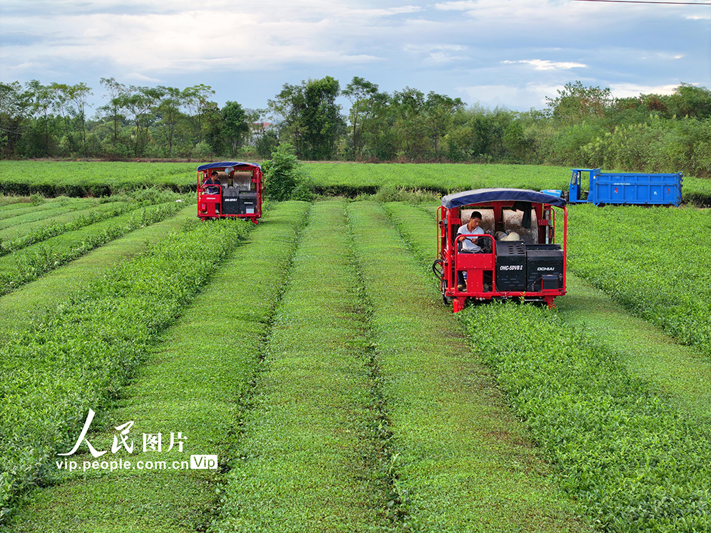 江西泰和:智能机器采收秋茶【5】