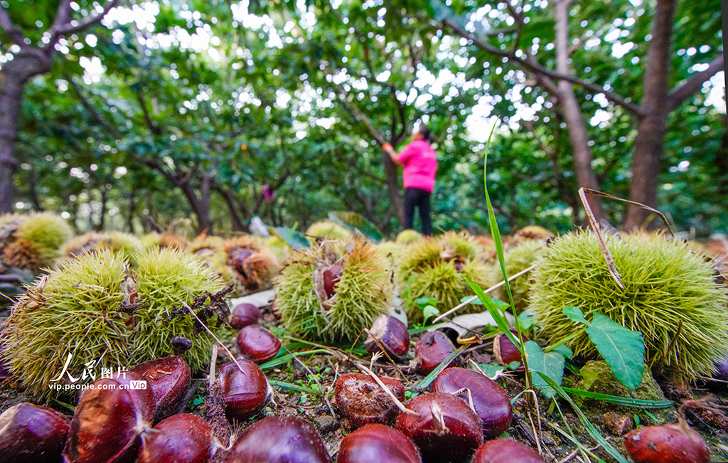 河北遵化:早茬板栗收获忙【2】