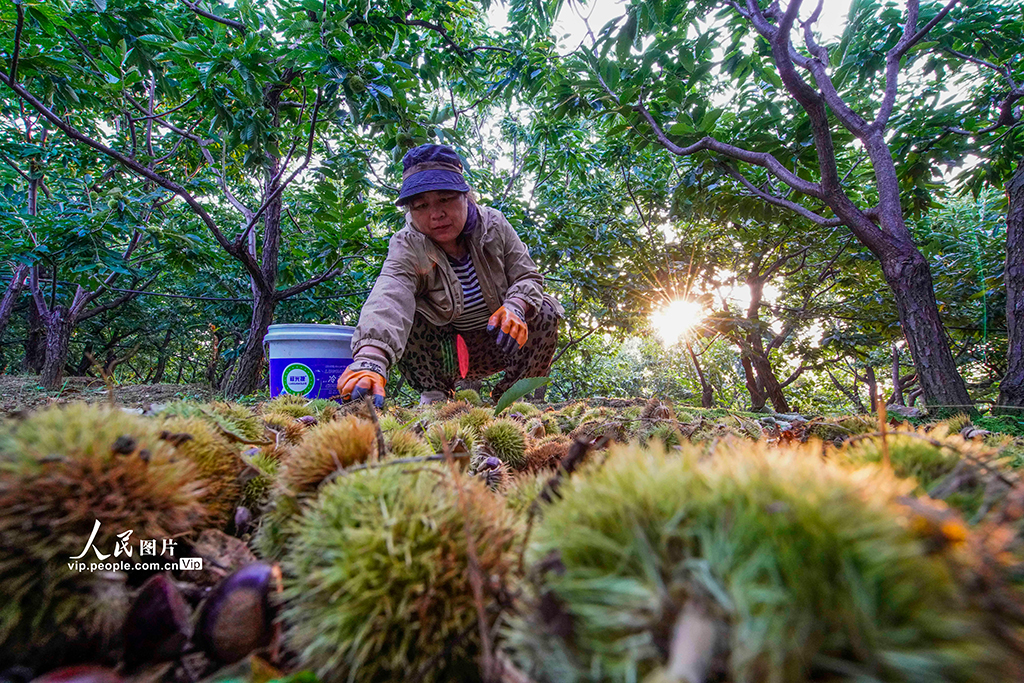 河北遵化:早茬板栗收获忙【3】