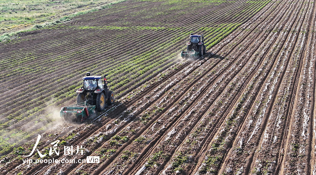 甘肃民乐：马铃薯收获忙【4】