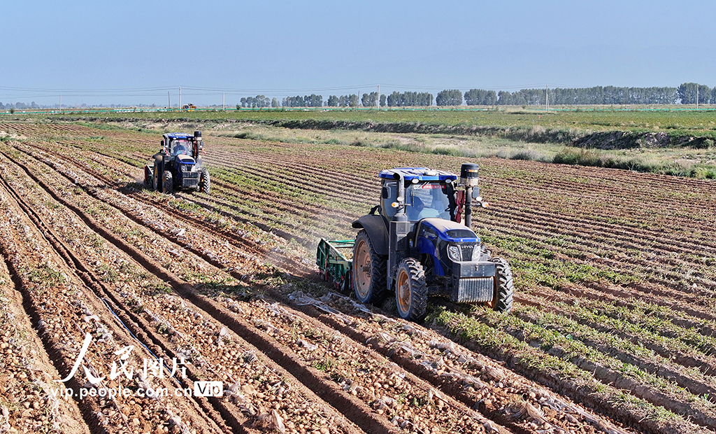 甘肃民乐：马铃薯收获忙【3】