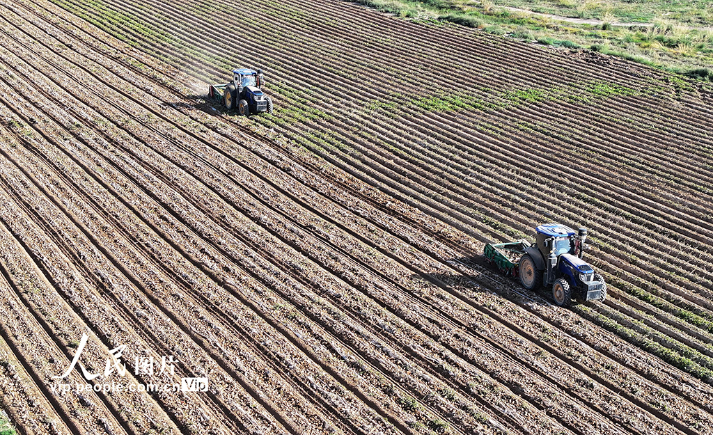 甘肃民乐：马铃薯收获忙【5】