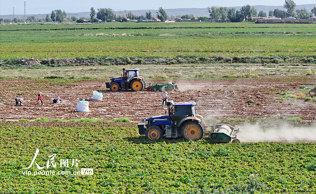 甘肃民乐：马铃薯收获忙【2】