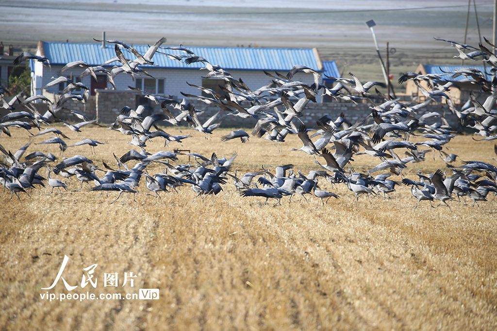 新疆哈密：鹤舞草原【3】