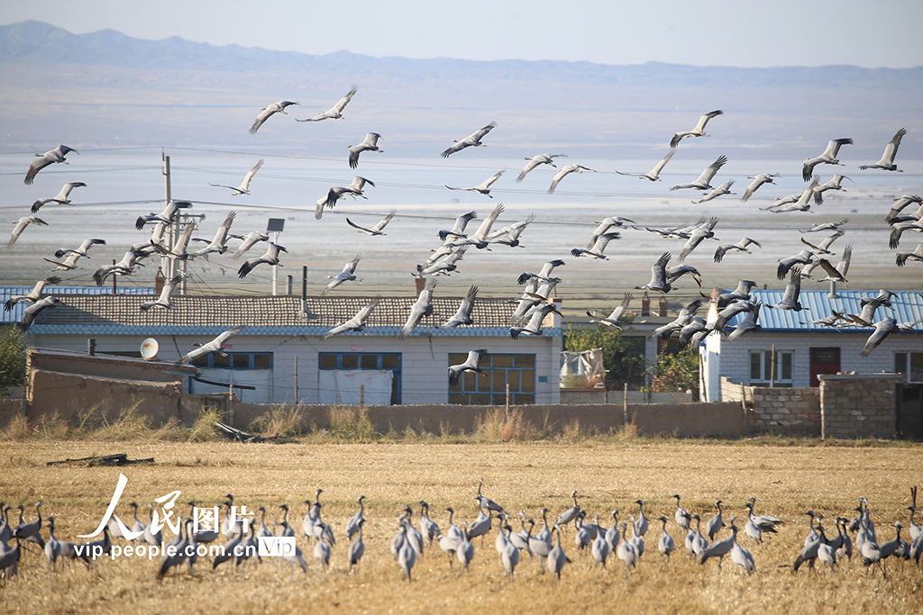 新疆哈密：鹤舞草原【4】