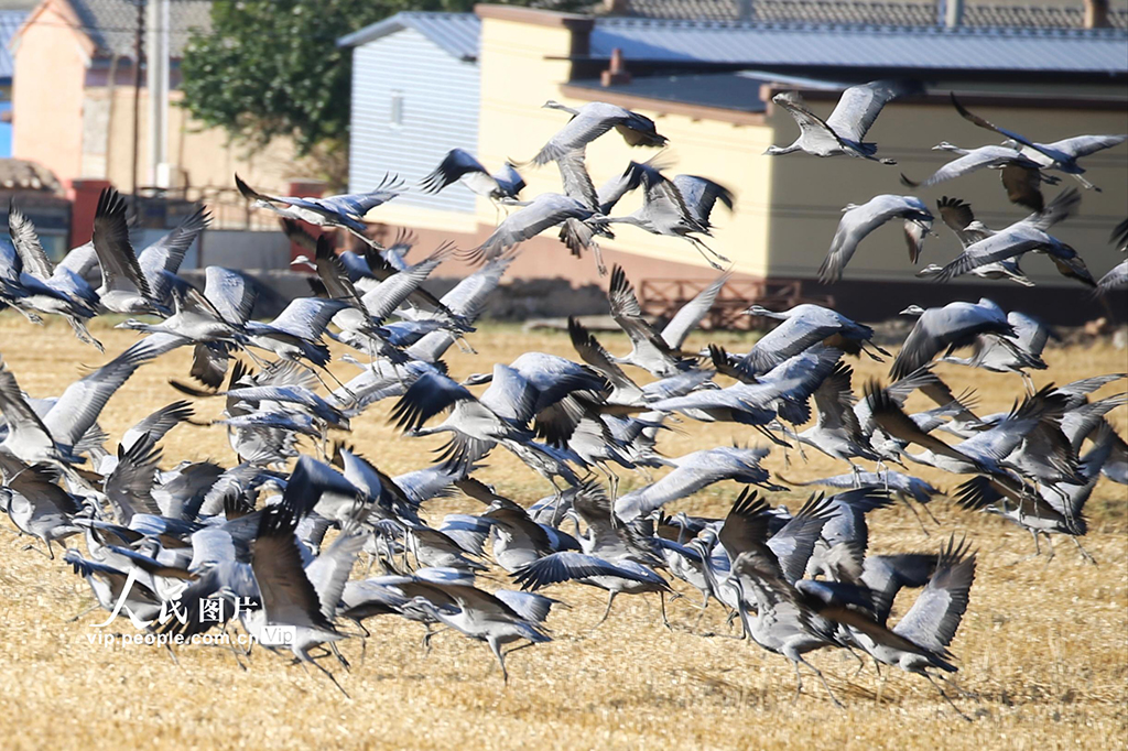 新疆哈密：鹤舞草原【5】