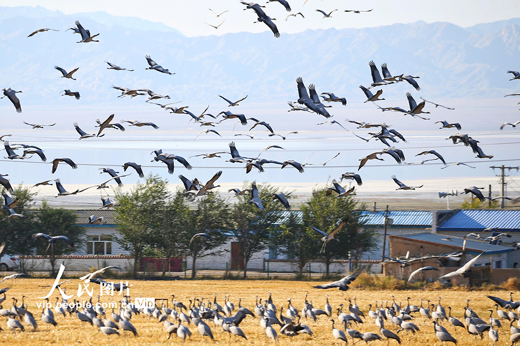 新疆哈密：鹤舞草原【6】