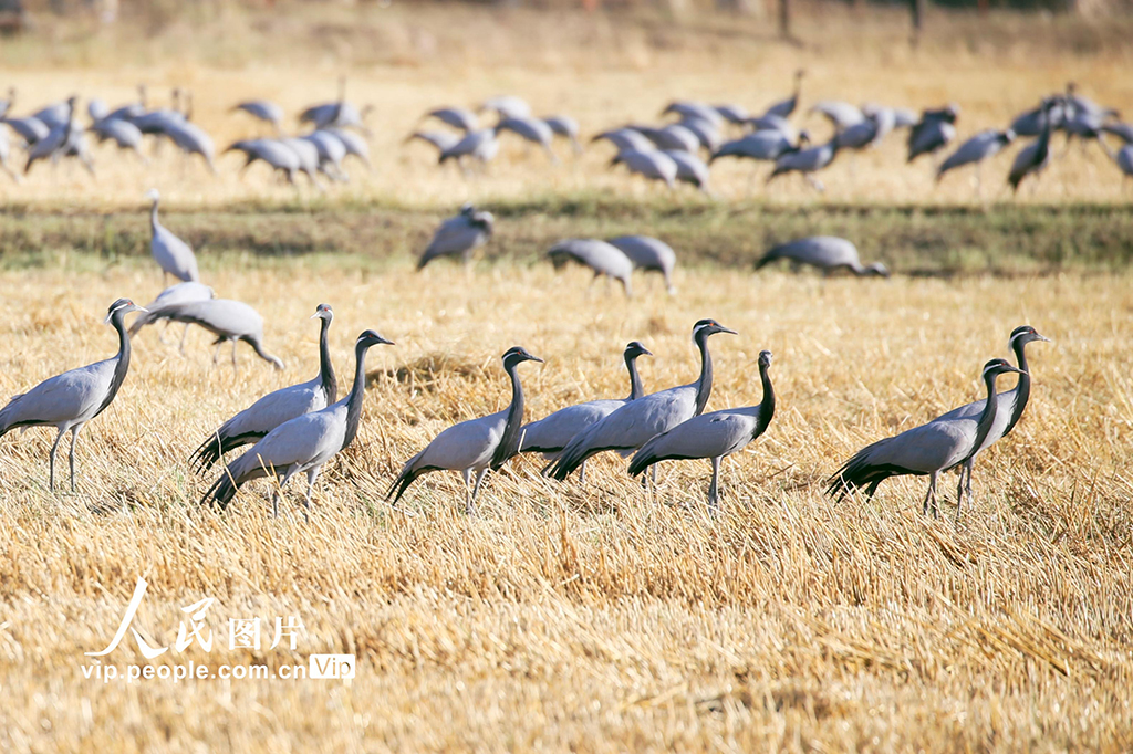 新疆哈密：鹤舞草原【2】