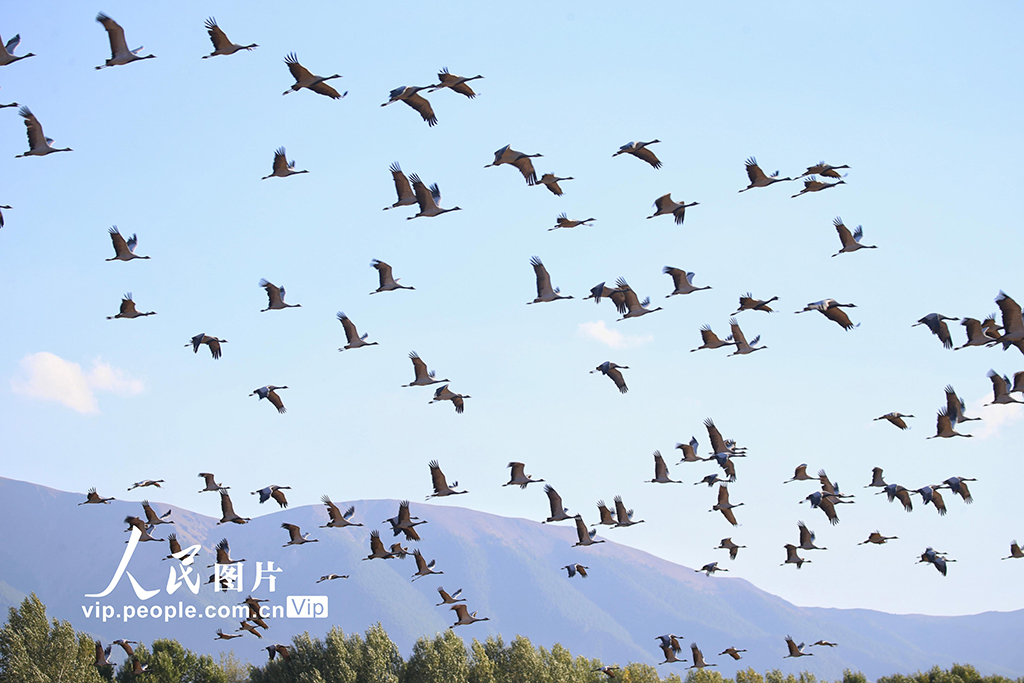 新疆哈密：鹤舞草原【7】
