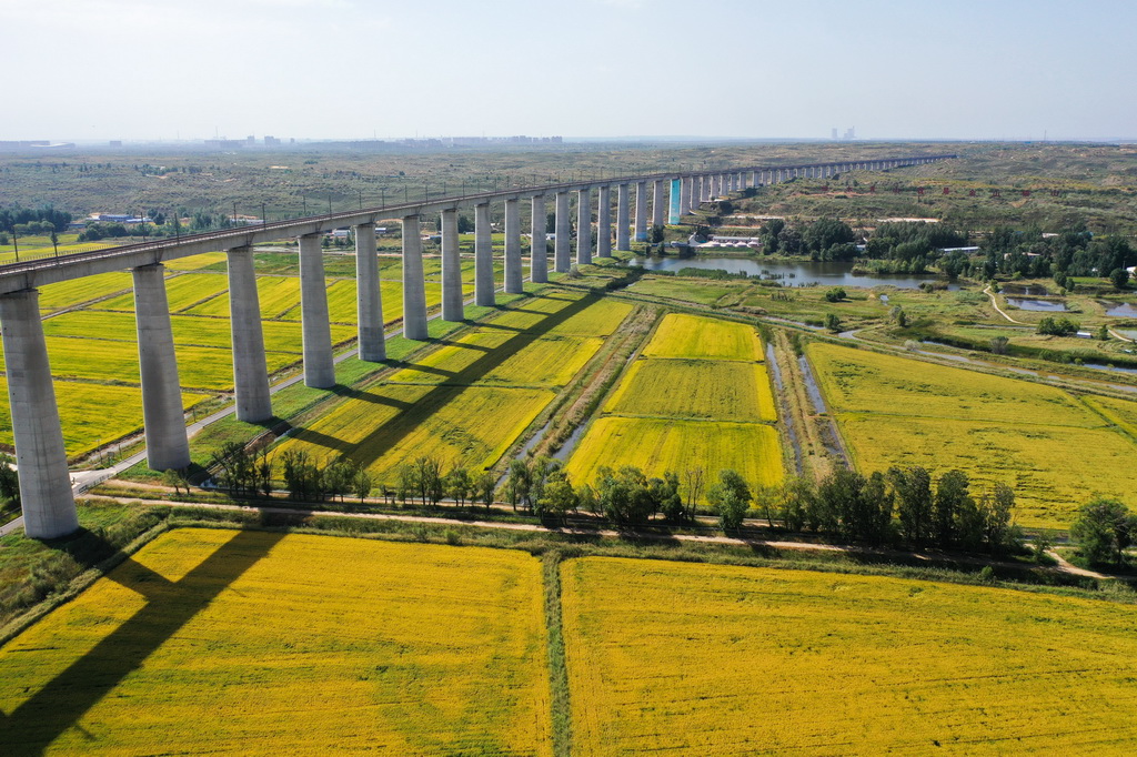 这是9月9日拍摄的准格尔旗大路镇小滩子村黄河稻渔生态观光园内的稻田（无人机照片）。
