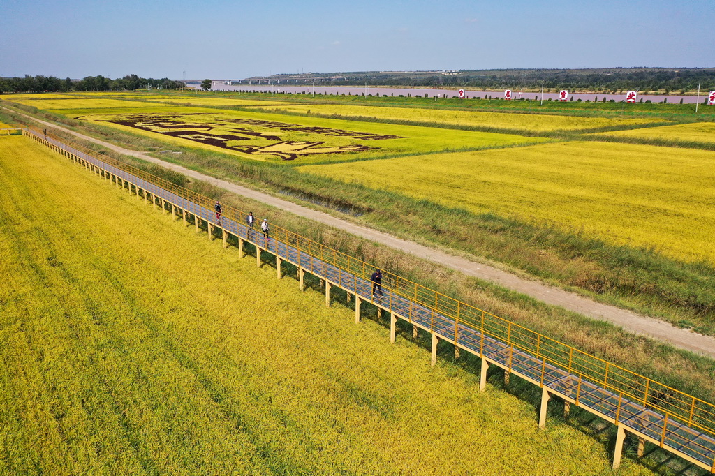 9月9日，游客在准格尔旗大路镇小滩子村黄河稻渔生态观光园游玩（无人机照片）。