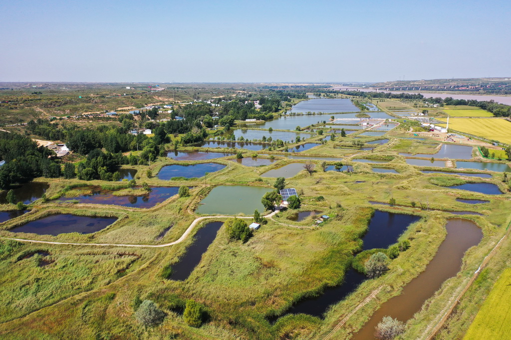 这是9月9日拍摄的准格尔旗大路镇小滩子村黄河稻渔生态观光园内的鱼塘（无人机照片）。