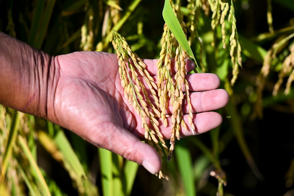 9月9日，工作人员在准格尔旗大路镇小滩子村黄河稻渔生态观光园查看水稻生长情况。