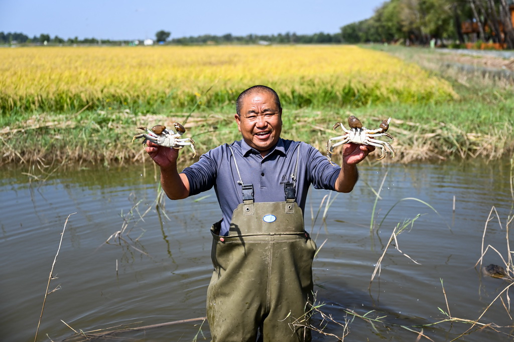 9月9日，工作人员在准格尔旗大路镇小滩子村黄河稻渔生态观光园展示抓到的螃蟹。