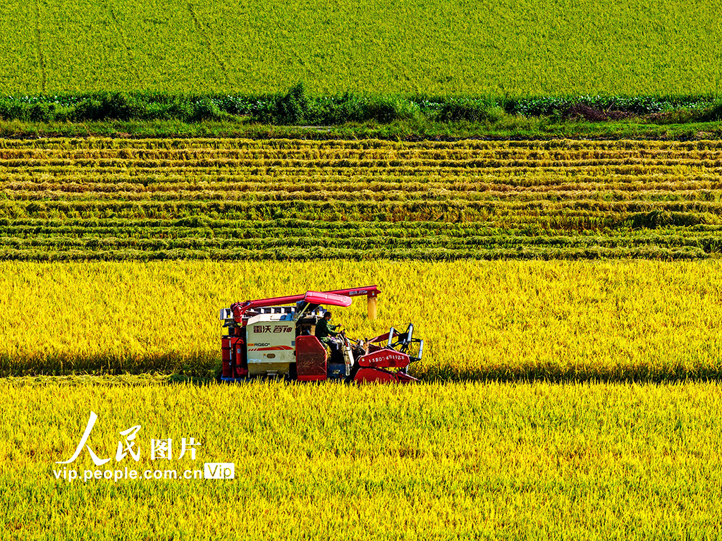 湖南东安：收割中稻【2】