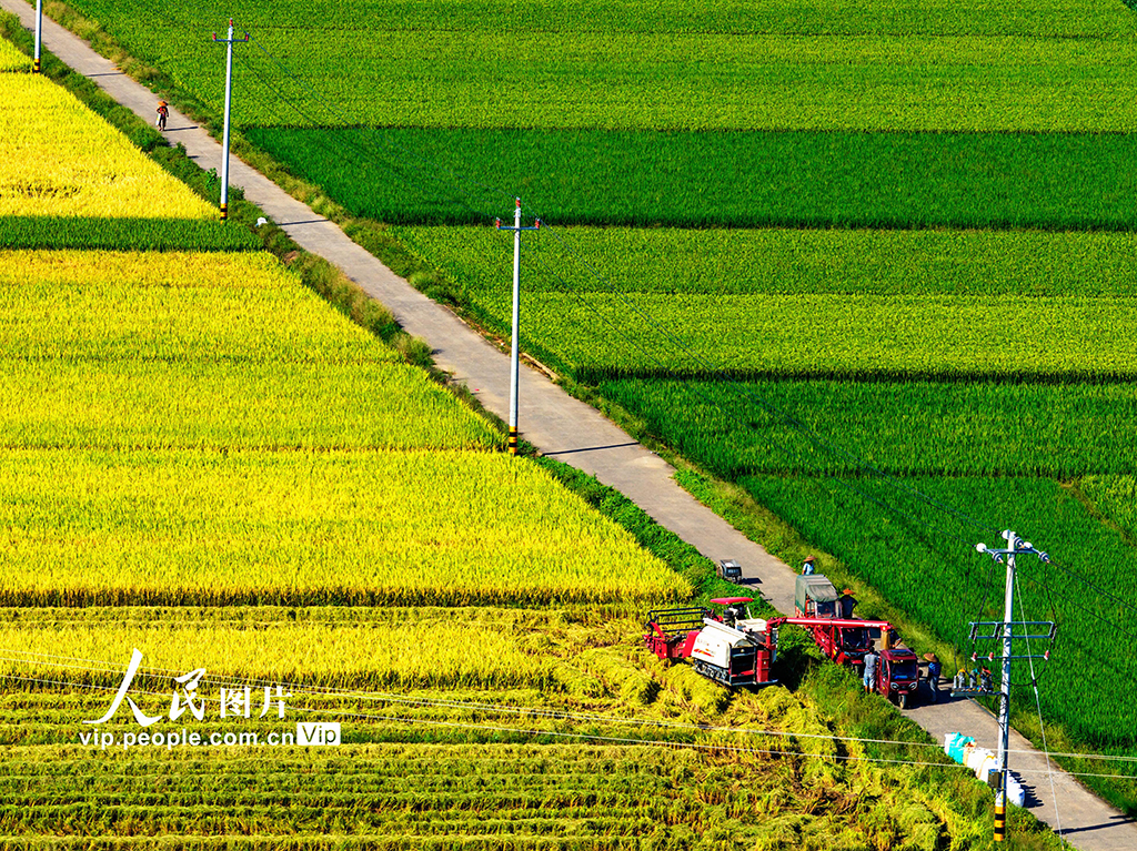 湖南东安：收割中稻【3】