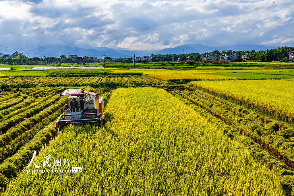 湖南东安：收割中稻【5】