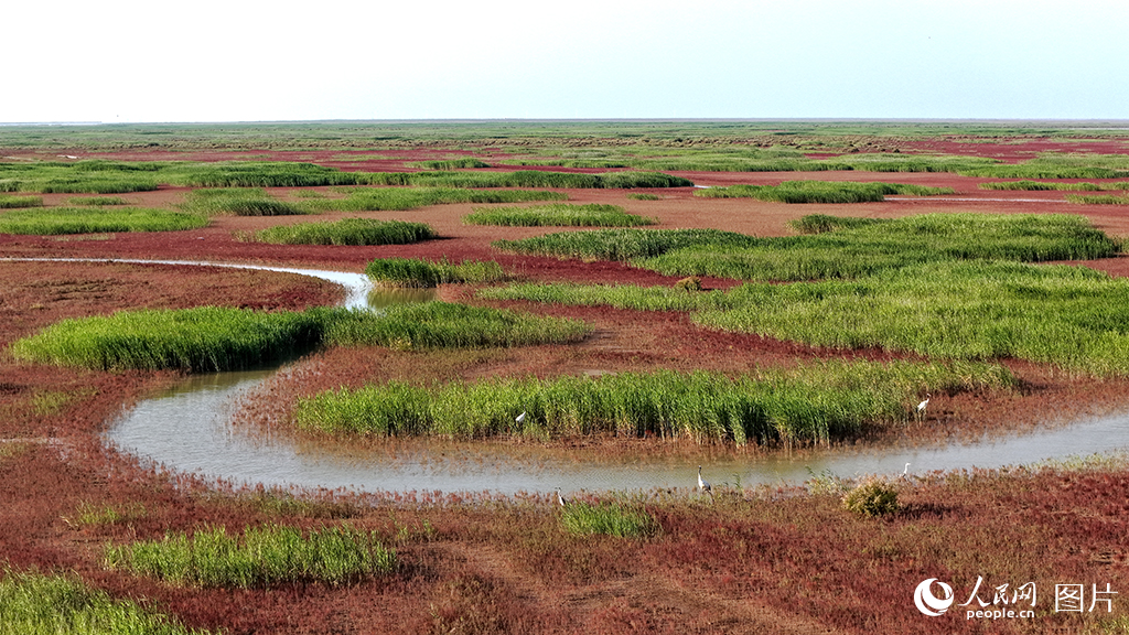 9月7日，山东东营黄河入海口处，持续的生态修复让昔日的盐碱滩涂焕发新生，成为东方白鹳等珍稀鸟类的“国际机场”，展现了黄河流域生态保护的卓越成就。人民网记者 刘祺摄
