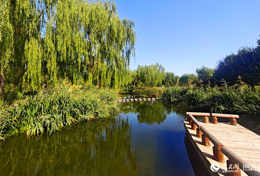 9月8日，宁夏吴忠市利通区古城湾人工湿地，风景宜人。作为吴忠市第一污水处理厂的配套设施，古城湾人工湿地模拟自然湿地的污染物去除模式，对污水处理厂达到一级A排放标准的尾水进行进一步强化处理，使其最终达到地表水Ⅳ类水质。古城湾人工湿地自2020年6月投入运营以来，每天能处理6万立方米的污水，年削减污染物达到520万吨。此外，吴忠市还进一步利用这片湿地建设了再生水循环利用工程，将净化后的水引入黄河及市区其他湖泊河流，有效提高了水资源利用率，缓解了河湖生态补水对黄河的依赖。人民网记者 阎梦婕摄