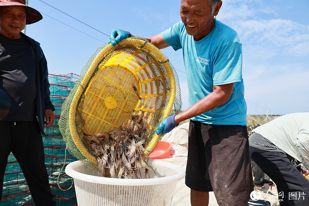 秋风起，鱼虾肥。8月以来，陕西渭南市大荔县黄河西岸生态养殖园区的鱼类、虾类等特色水产纷纷成熟，抢“鲜”上市，也为渔民们带来了丰收的喜悦。大荔县坐落于黄河“几字弯”东侧底部，近年来，当地通过实施水质改良、设施提升以及尾水无害化处理等举措，一片片曾经的盐池洼养起了各种淡水鱼、黄河大闸蟹、罗氏沼虾等水产品。目前，大荔县水产养殖面积3.7万亩，水产品总产量达2.96万吨，渔业总产值达5.37亿元。人民网记者 李志强摄