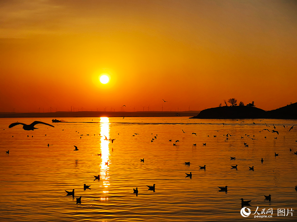 黄河进入内蒙古的第一站——乌海，城市枕水而兴，黄河穿城而过。境内的乌海湖是国家西部大开发重点项目黄河海勃湾水利枢纽工程建成后自然形成的库区。2013年底，黄河海勃湾水利枢纽落闸蓄水，往日蜿蜒北去的黄河在这里聚积形成一片蔚蓝的“海”。作为候鸟迁徙路线上的重要驿站，每年春秋两季都会迎来成千上万只红嘴鸥，118平方公里的乌海湖与乌兰布和沙漠相依相偎，雕琢出“半城沙漠半城湖”的景观，让人流连忘返。人民网记者 苗阳摄
