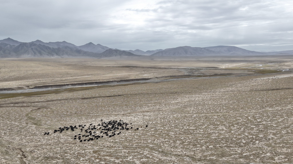 9月9日，在青海省海西蒙古族藏族自治州都兰县，牧民赶着牛羊从秋季草场出发，前往冬季草场（无人机照片）。
