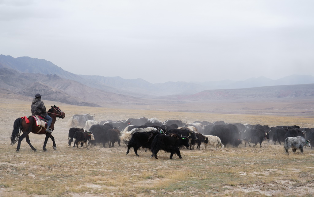 9月9日，在青海省海西蒙古族藏族自治州都兰县，一名牧民在转场途中。