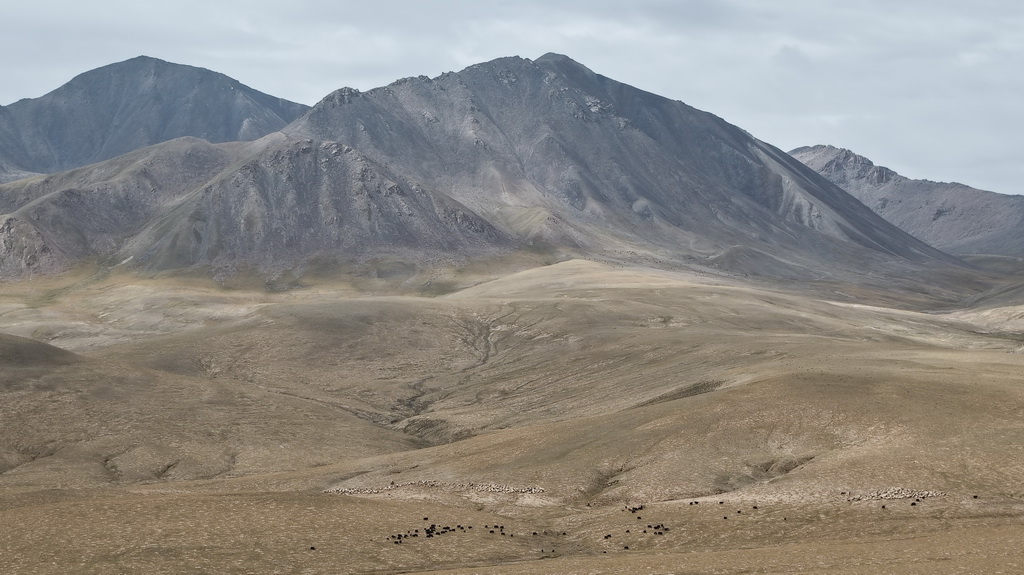9月9日，在青海省海西蒙古族藏族自治州都兰县，牧民在转场途中（无人机照片）。