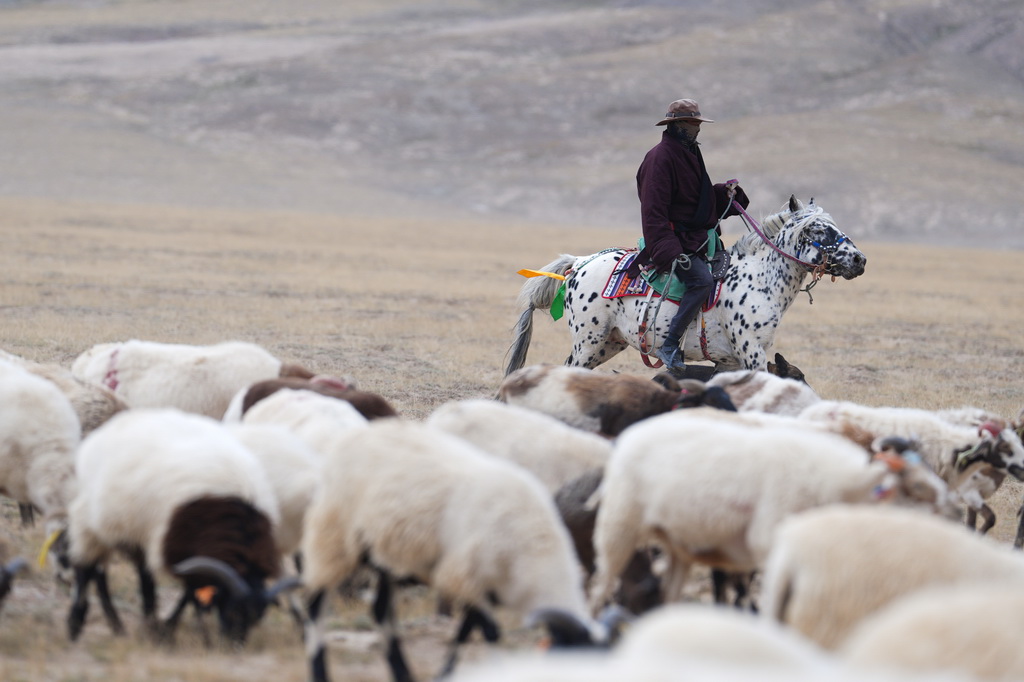 9月9日，在青海省海西蒙古族藏族自治州都兰县，一名牧民在转场途中。