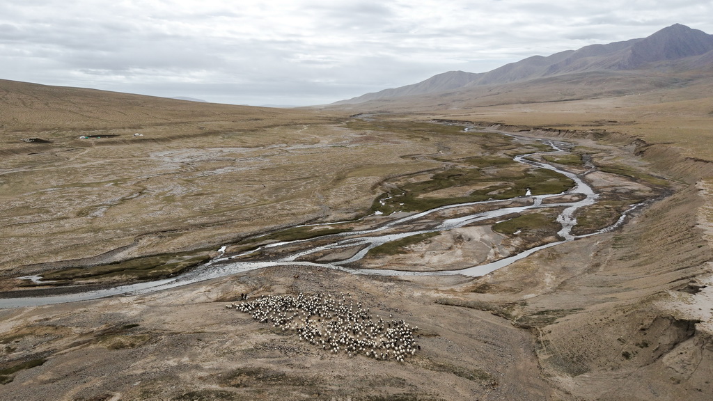 9月9日，在青海省海西蒙古族藏族自治州都兰县，牧民在转场途中（无人机照片）。